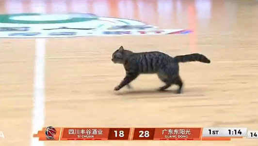 开元体育-WC！陈国豪！太奇葩了...